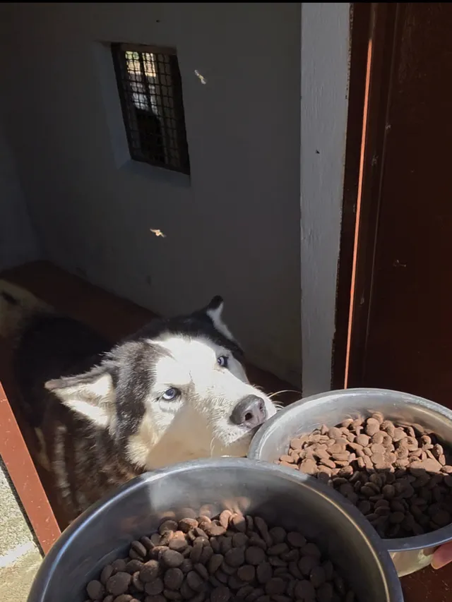 Siberian Husky davanti alle ciotole con il pasto estivo