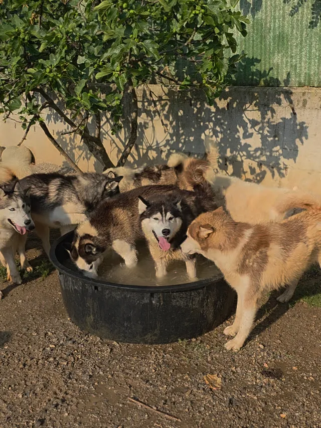 Cani da slitta che si rinfrescano in una vasca d’acqua durante l’estate