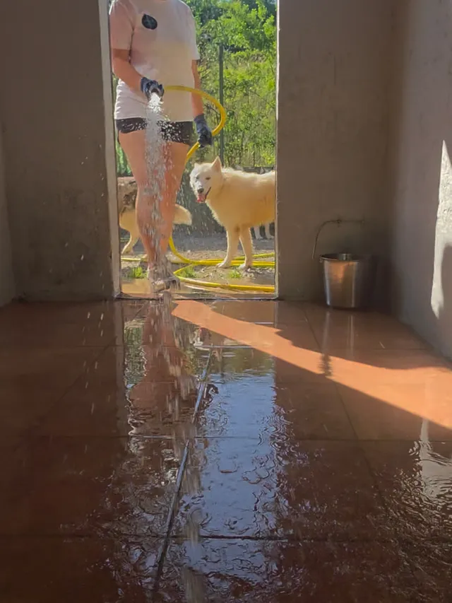 Lavaggio di un box e secchio inox per l’acqua dei cani