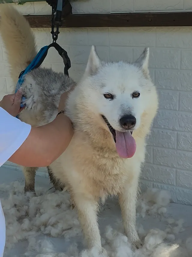 Spazzolatura di un Siberian Husky durante la muta estiva