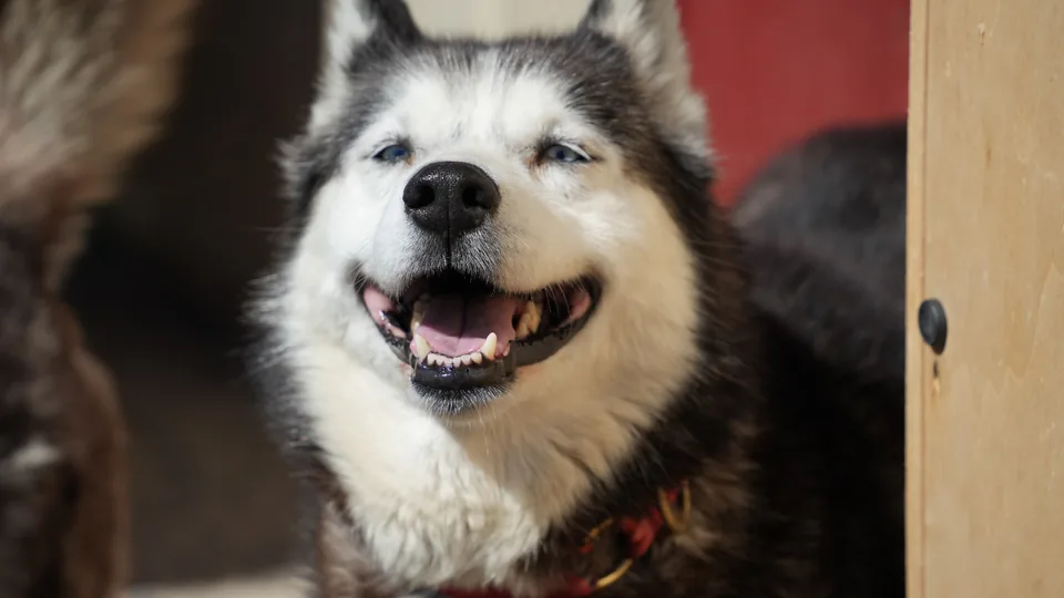 Husky sorridente nella base estiva Siberiana
