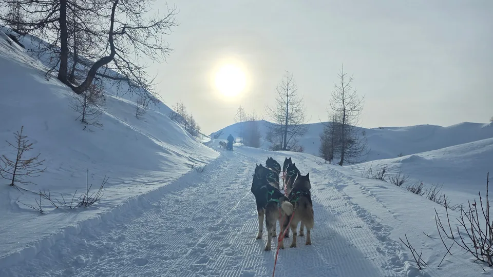 Cani da slitta in escursione sulla neve a Cervinia