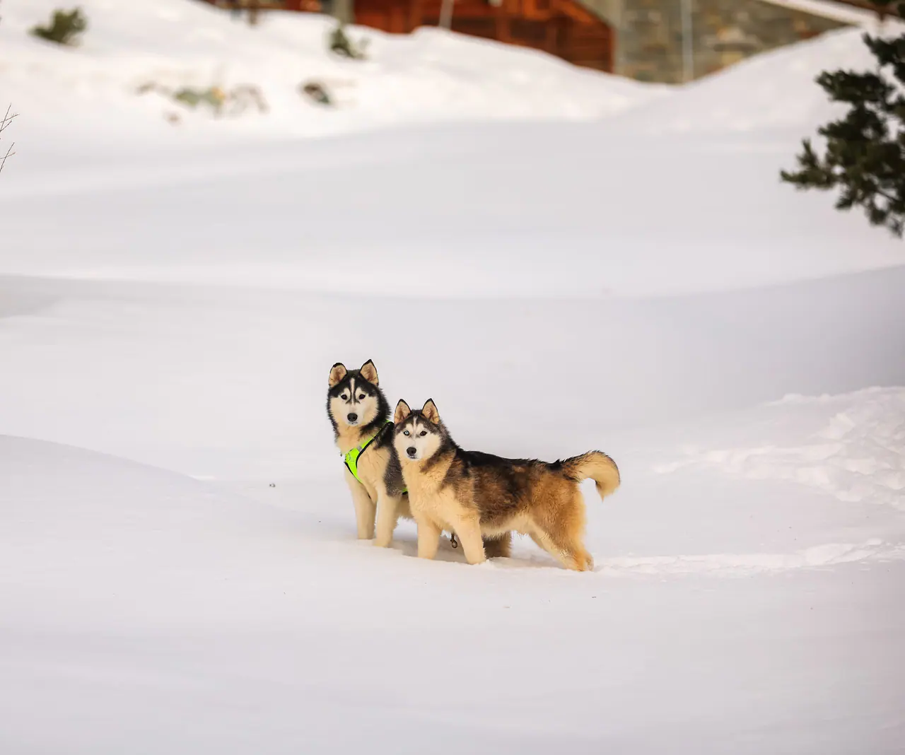 Buono regalo per un'escursione sleddog